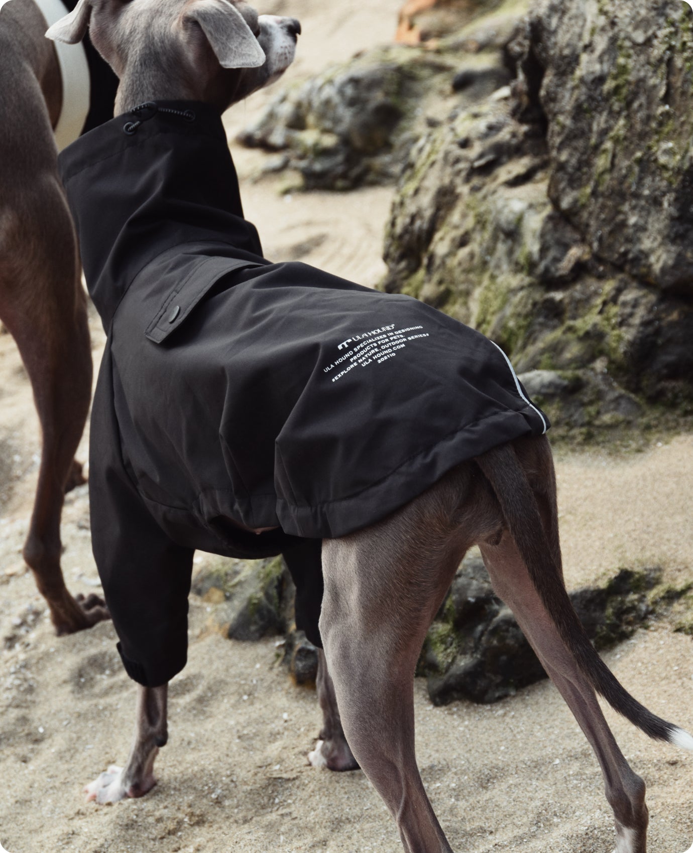 ITALIAN GREYHOU INTERCHANGE JACKETND & WHIPPET