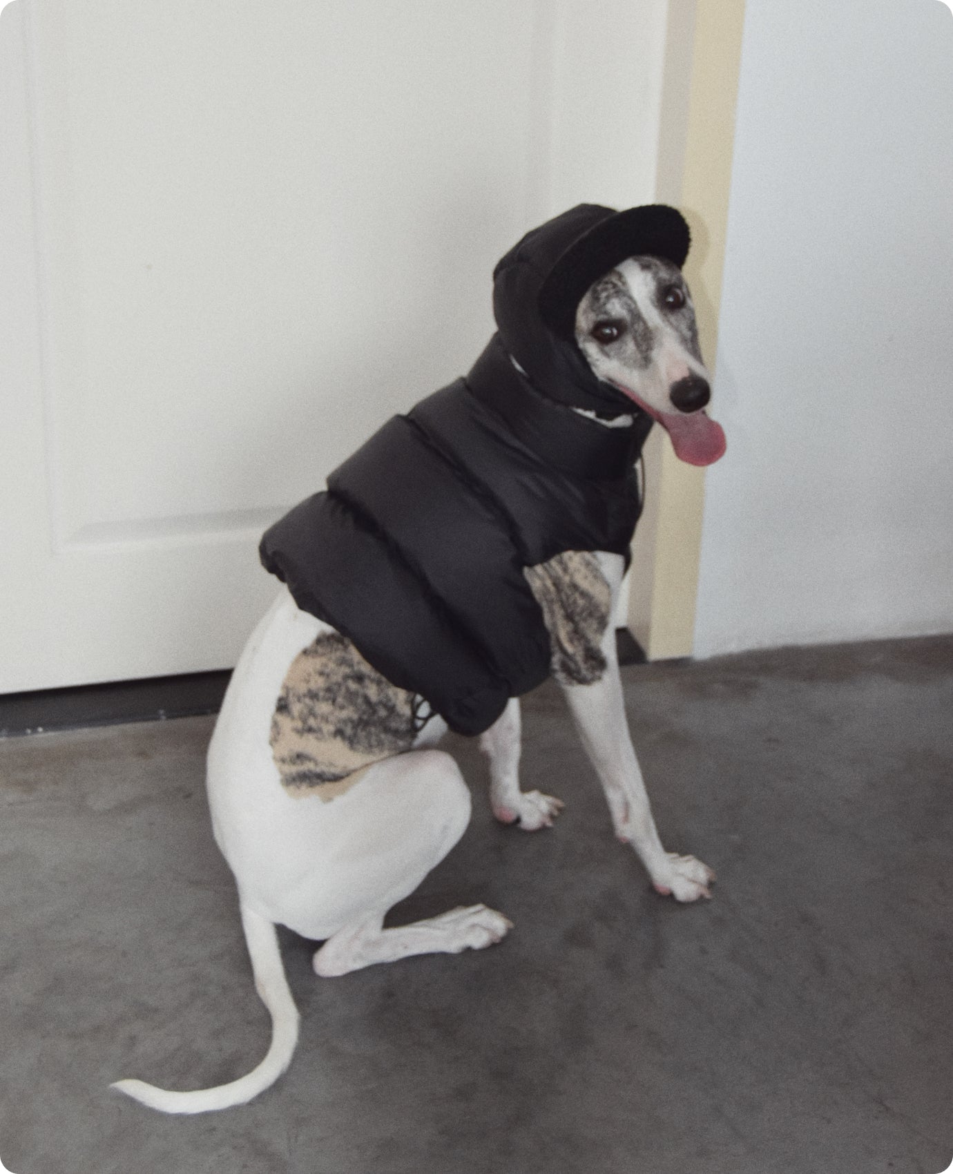 ITALIAN GREYHOUND & WHIPPET WINTER VEST