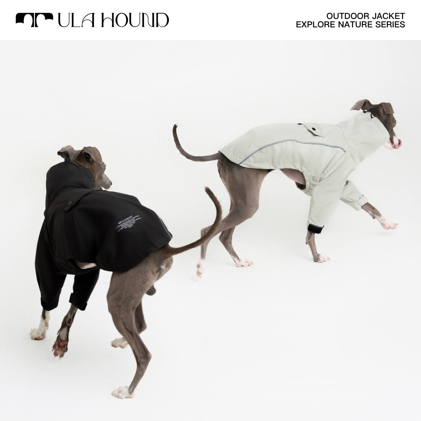 ITALIAN GREYHOU INTERCHANGE JACKETND & WHIPPET