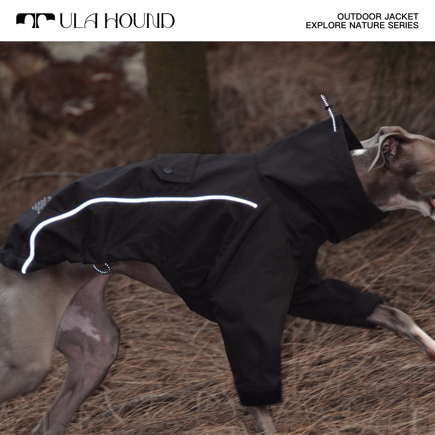 ITALIAN GREYHOU INTERCHANGE JACKETND & WHIPPET