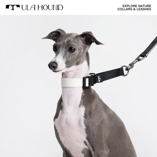 P Choke Collar, Multi-Functional Hands-Free Leash for Dogs