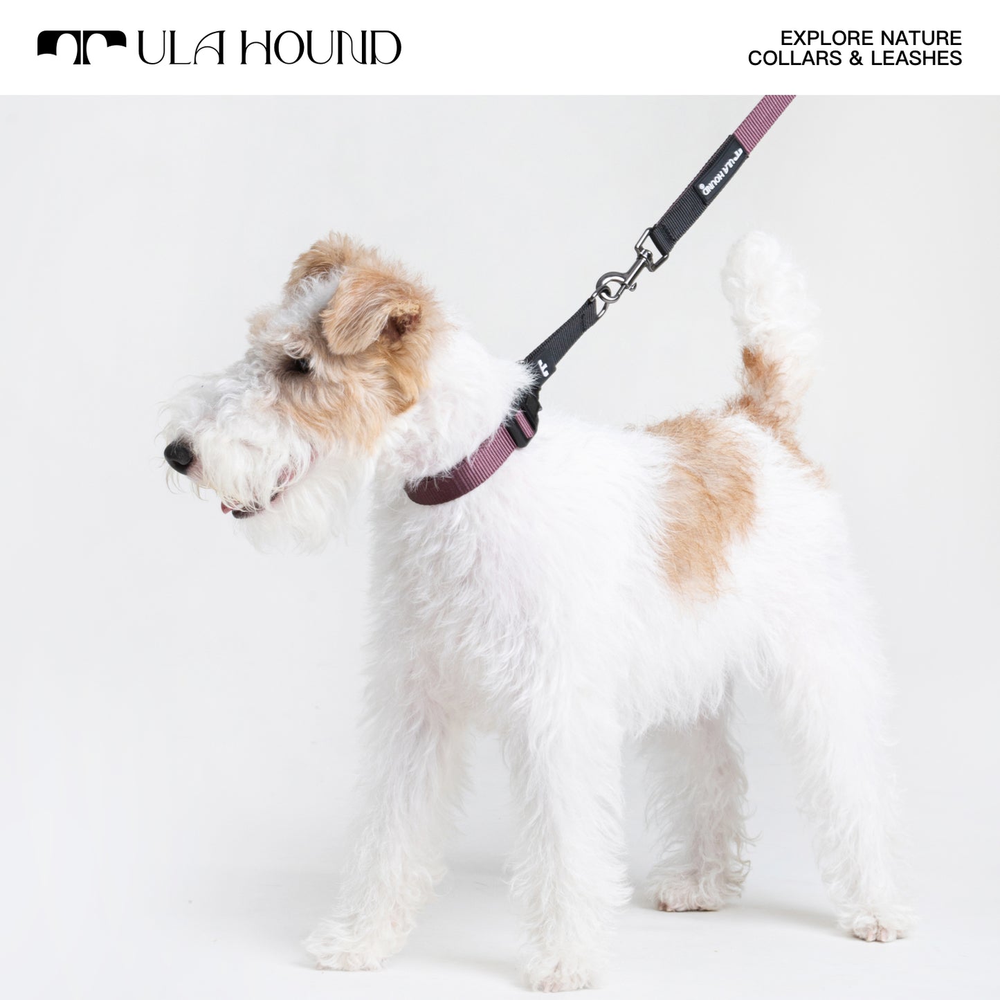 P Choke Collar, Multi-Functional Hands-Free Leash for Dogs
