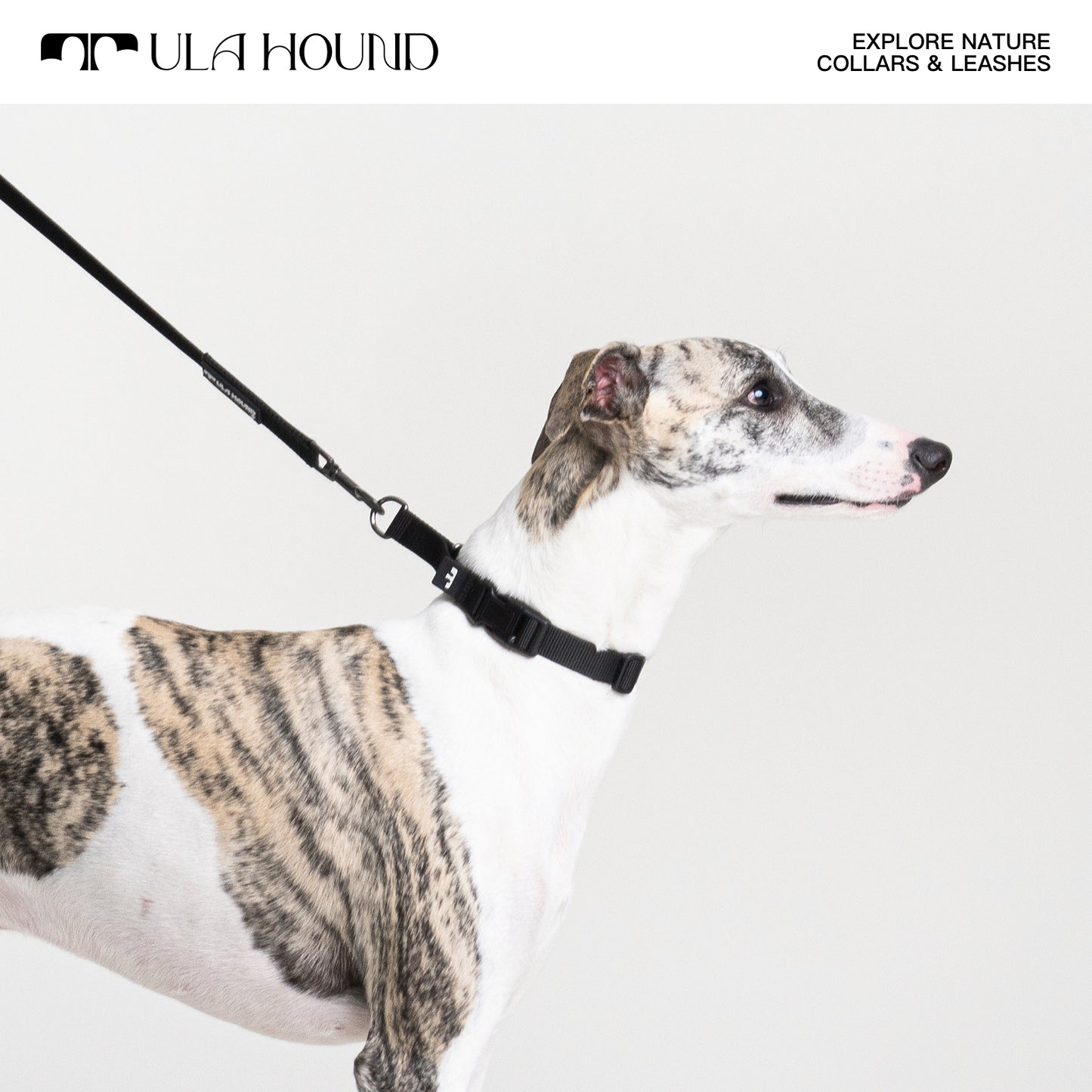 P Choke Collar, Multi-Functional Hands-Free Leash for Dogs