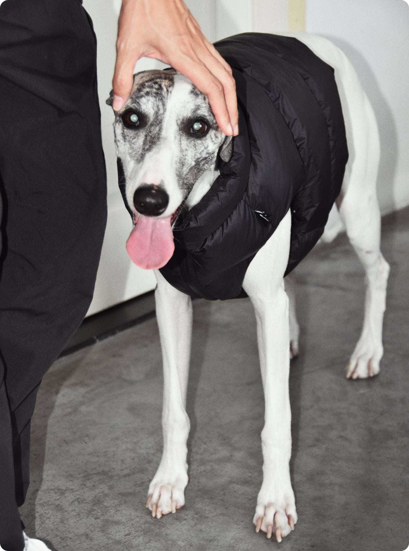 ITALIAN GREYHOUND & WHIPPET WINTER VEST