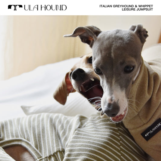 ITALIAN GREYHOUND & WHIPPET Dog Clothes Turtleneck Sweatshirt/Jumpsuit