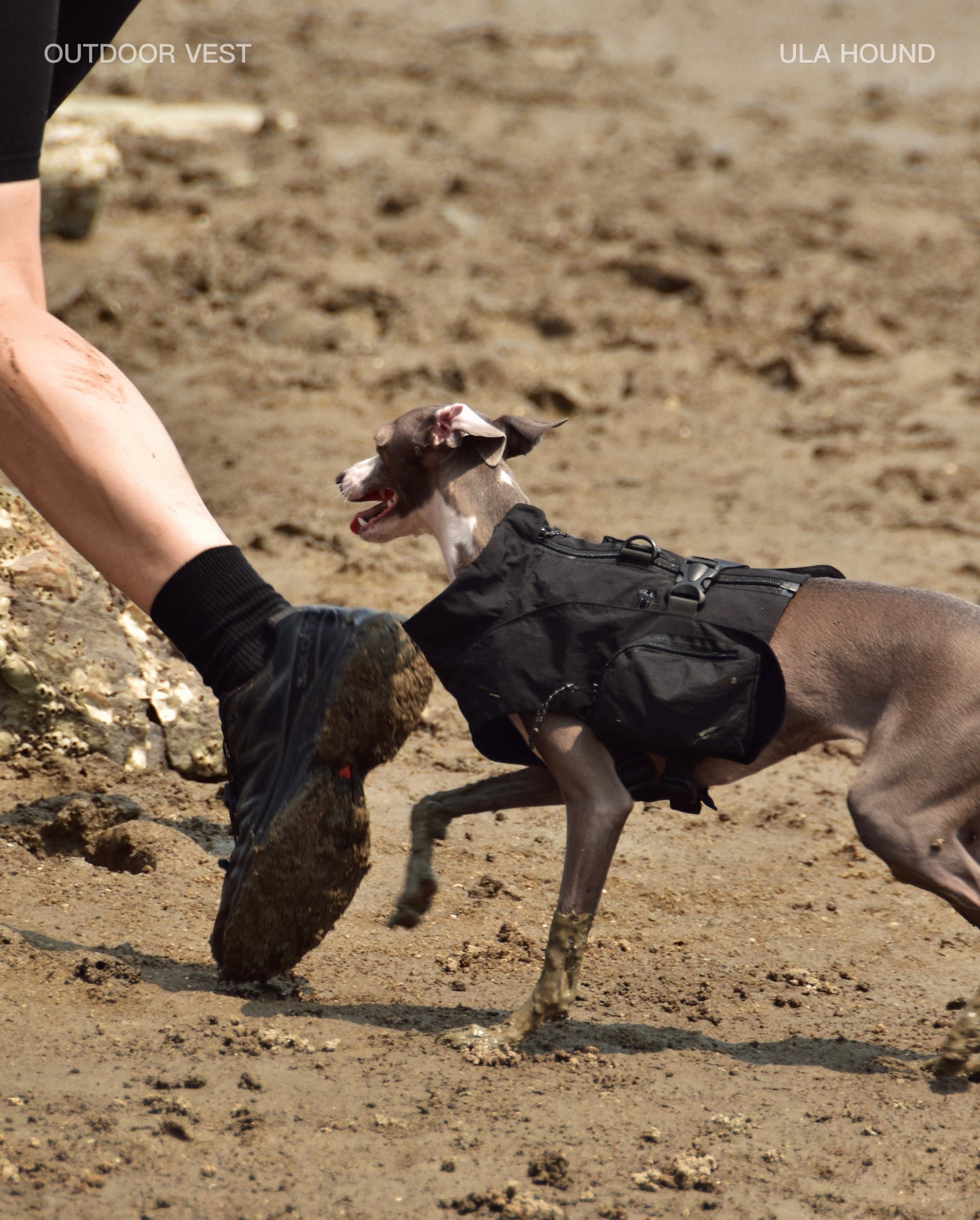 ITALIAN GREYHOUND & WHIPPET DOG OUTDOOR VEST